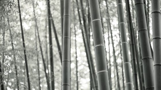 Benefits of bamboo bedding
